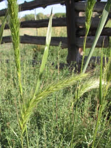 Elymus spp.