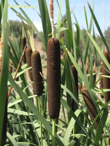 Typha spp.