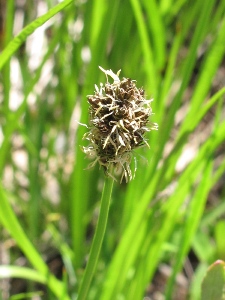 Eleocharis spp.