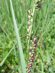 Paspalum dilatatum