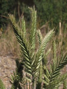 Agropyron & Elymus spp.