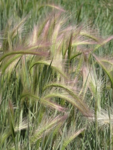 Hordeum spp.