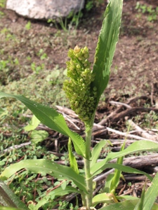 Sorghum bicolor