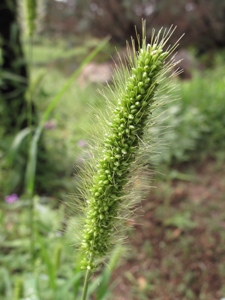 Setaria spp.