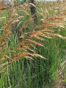 Sorghastrum nutans