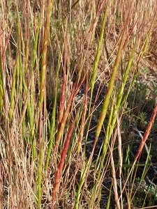 Aegilops cylindrica