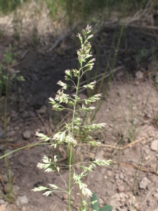 Poa spp.