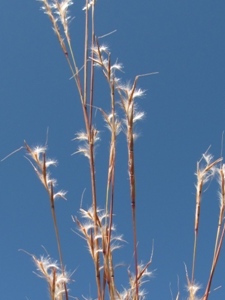 Schizachyrium scoparium