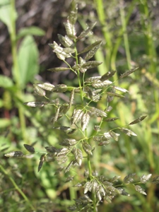 Eragrostis cilianensis