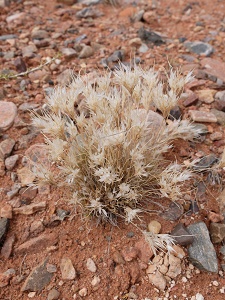 Dasyochloa pulchella