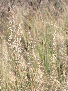 Muhlenbergia spp.