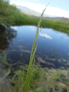 Puccinellia nuttalliana