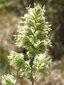 Dactylis glomerata