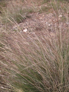 Aristida spp.