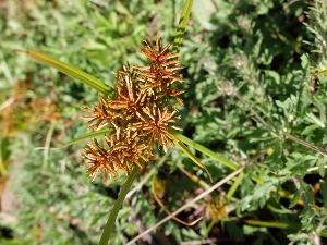 Cyperus esculentus