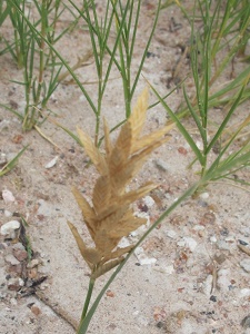 Distichlis spicata