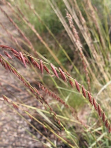 Bouteloua curtipendula