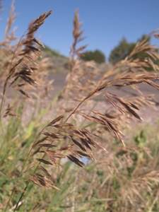 Bromus spp.