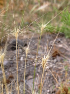 Elymus longifolius