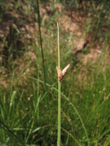 Schoenoplectus pungens