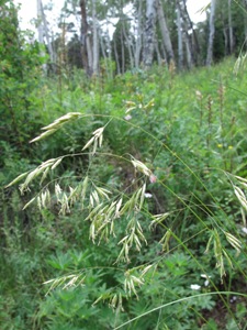 Festuca spp.