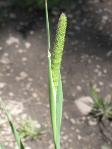 Phleum spp.