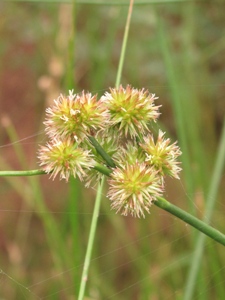 Juncus spp.