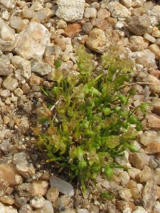 Paronychia pulvinata