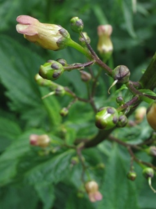 Scrophularia lanceolata