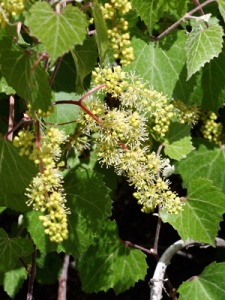 Vitis arizonica