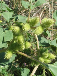 Xanthium strumarium