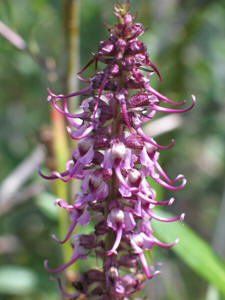 Pedicularis groenlandica