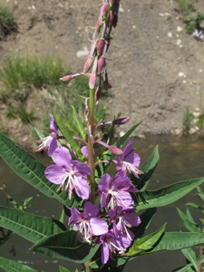 Chamerion angustifolium