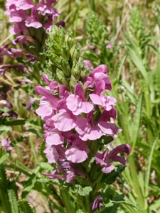 Pedicularis crenulata