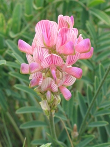 Onobrychis viciifolia