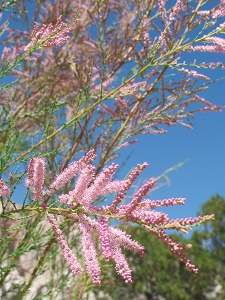 Tamarix chinensis