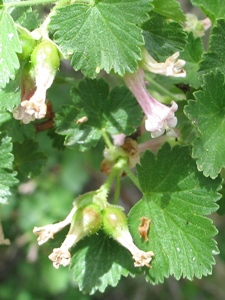 Ribes cereum