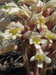 Orobanche spp.