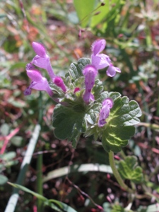 Lamium amplexicaule