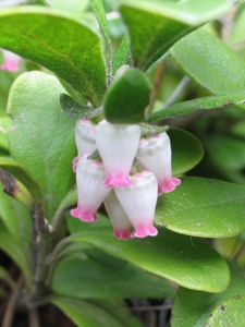 Arctostaphylos uva-ursi