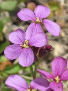 Erysimum capitatum