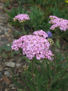 Achillea lanulosa