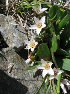 Claytonia megarhiza