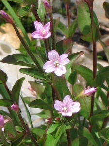 Epilobium spp.