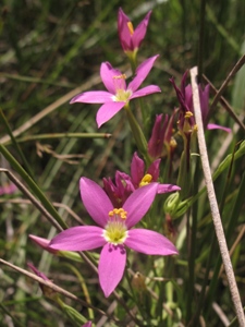 Zeltnera arizonica