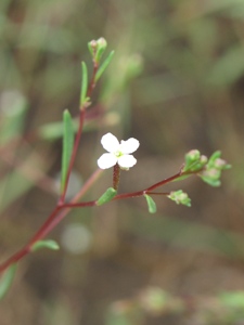 Gayophytum diffusum