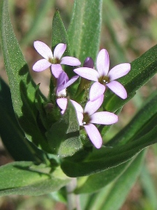 Collomia linearis