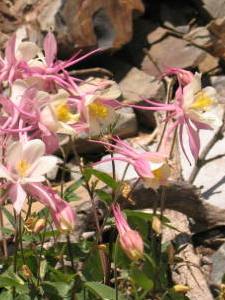 Aquilegia coerulea x elegantula