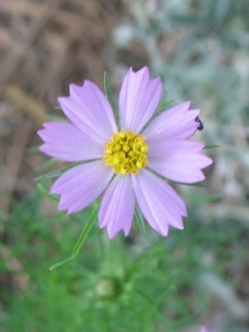 Cosmos parviflorus