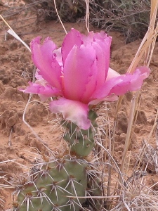 Opuntia spp.